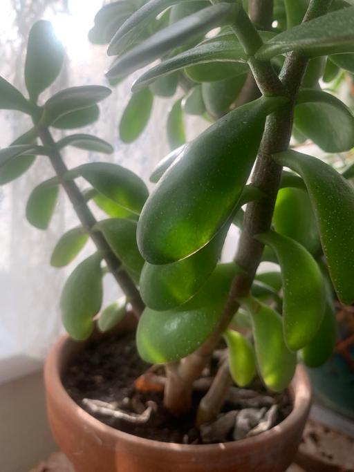 Buy & Sell East London Redbridge - Photos for 1 large money plant