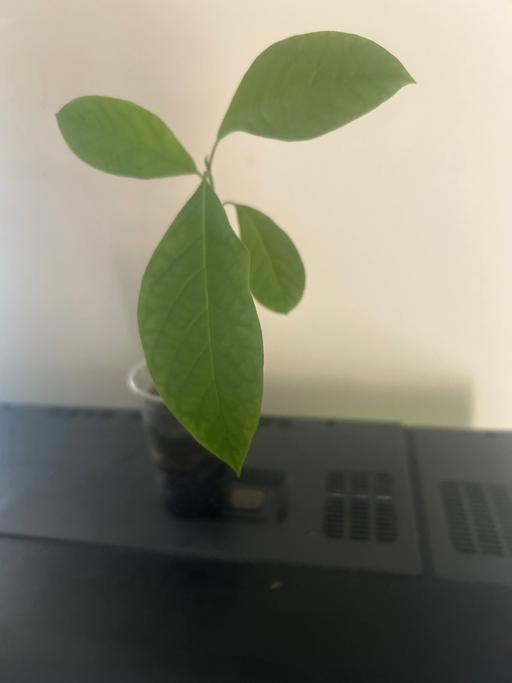 Buy & Sell South West London Sutton - Photos for Avocado Plant