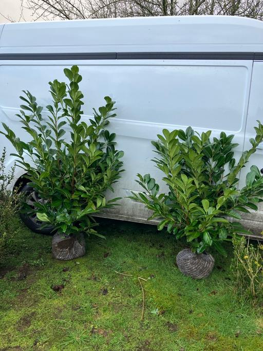 Buy & Sell Hampshire East Hampshire - Photos for Rootballed laurels