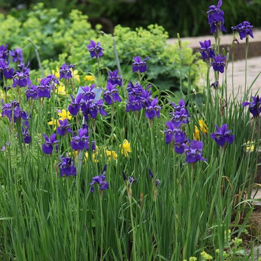 Buy & Sell Kent Folkestone and Hythe - Photos for 2 Tall BIG Purple Iris Plants