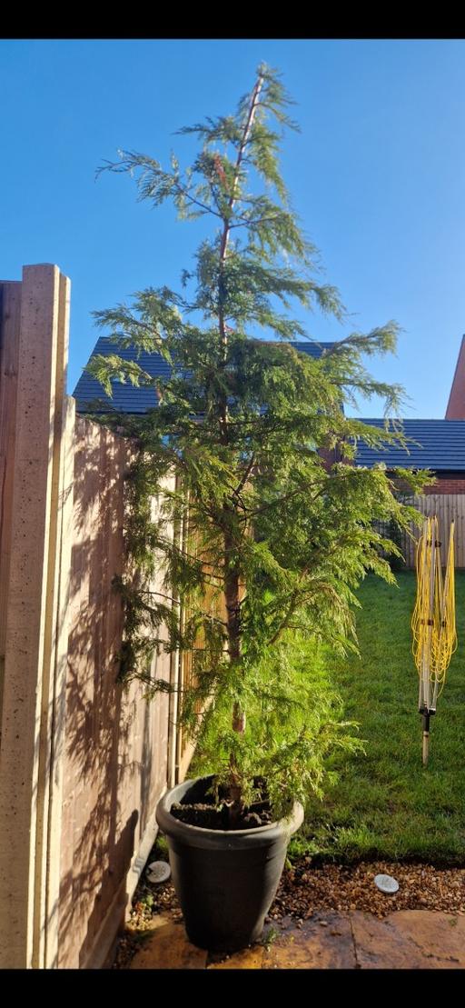 Buy & Sell Staffordshire Lichfield - Photos for LEYLANDII TREE 🌳