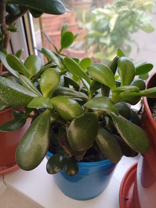 Buy & Sell West Midlands Birmingham - Photos for money plants Available £7