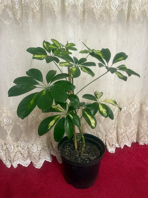 Buy & Sell South East London Peckham - South East London - Photos for Umbrella Plant 🪴