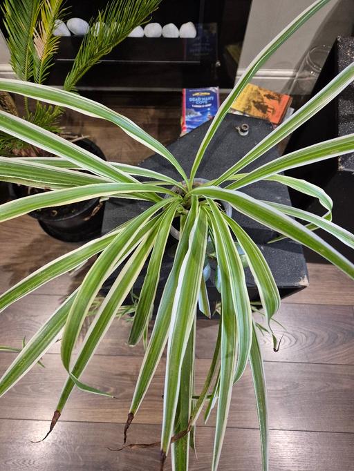 Buy & Sell West Midlands Sandwell - Photos for Spider Plant with Jade Plant