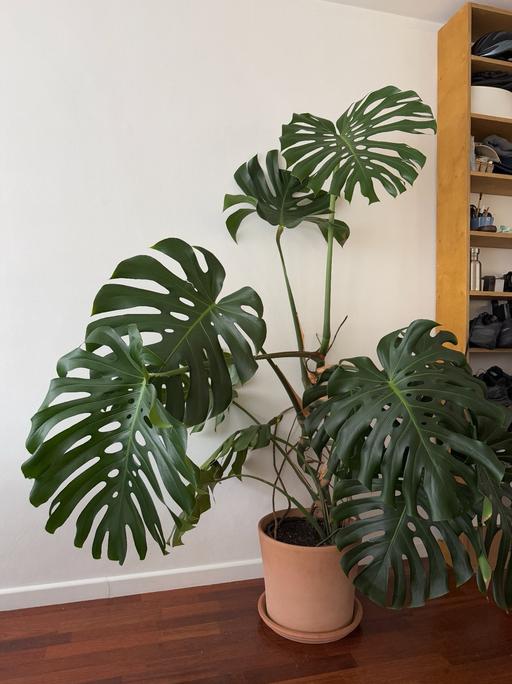 Buy & Sell Central London Barbican - Central London - Photos for Large Monstera with beautiful pot