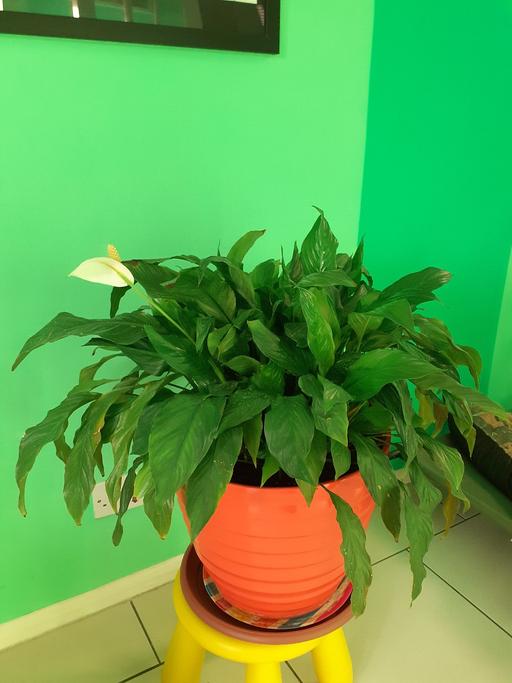 Buy & Sell Kent Swale - Photos for peace lily