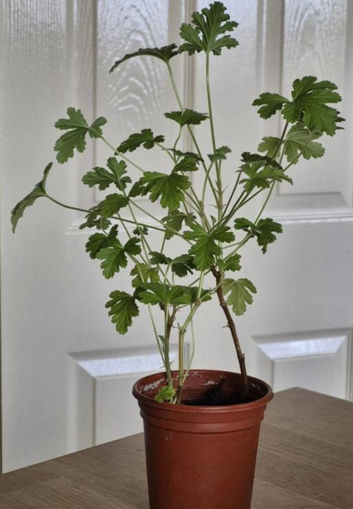 Buy & Sell Staffordshire Stafford - Photos for Lemon Scented Geranium Plant