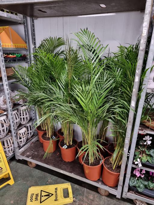 Buy & Sell Merseyside Liverpool - Photos for indoor plants