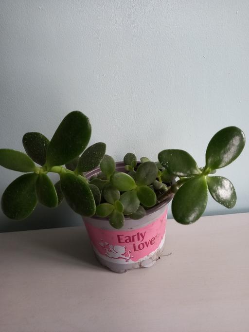 Buy & Sell West Midlands Birmingham - Photos for Houseplants Money plant