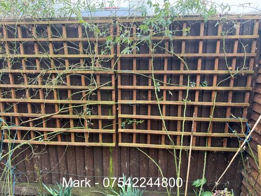 Buy & Sell Essex Colchester - Photos for Trellis Square Treated Fencing Panels