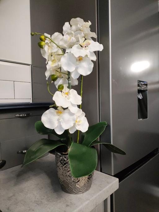 Buy & Sell South Yorkshire Doncaster - Photos for Large orchid plant in silver plant pot