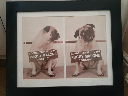 Buy & Sell Staffordshire Stoke-on-Trent - Photos for pug picture in frame