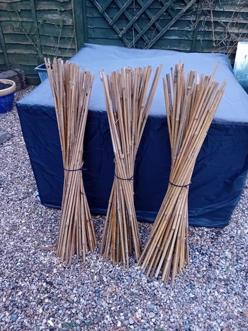 Buy & Sell Kent Canterbury - Photos for 3' garden canes