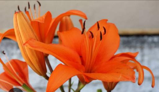 Buy & Sell South East London Charlton - South East London - Photos for garden plants Lilly's