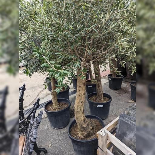 Buy & Sell South West London Sutton - Photos for Ancient Olive 🫒 Tree RRP £750