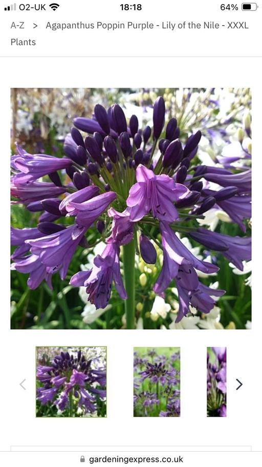 Buy & Sell Derbyshire Chesterfield - Photos for Agapanthus garden plants