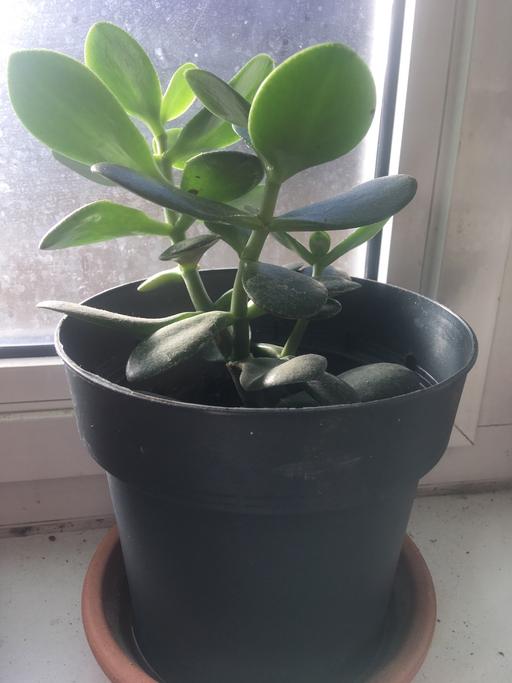 Buy & Sell East London Wapping - East London - Photos for Money plant