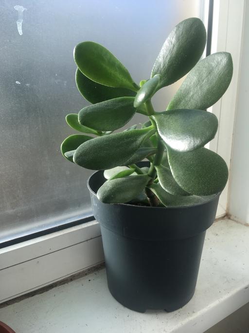 Buy & Sell East London Wapping - East London - Photos for Money plant