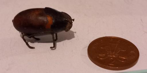Buy & Sell Merseyside Saint Helens - Photos for unusual peculiar handmade beetle insect