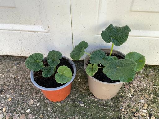 Buy & Sell West Midlands Birmingham - Photos for Hollyhocks