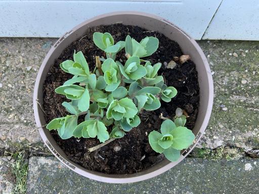 Buy & Sell West Midlands Birmingham - Photos for Perennial Sedum Spectabile