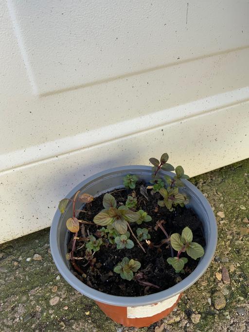 Buy & Sell West Midlands Birmingham - Photos for Herbs After Eight Mint