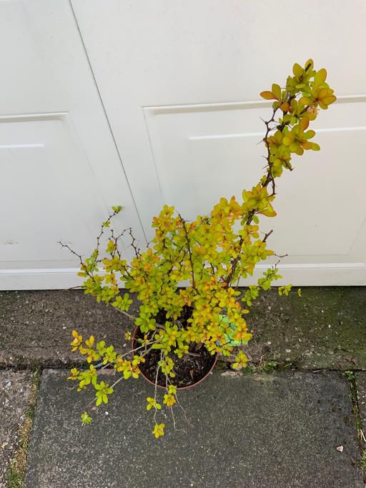 Buy & Sell West Midlands Birmingham - Photos for Shrub Berberis thunbergii