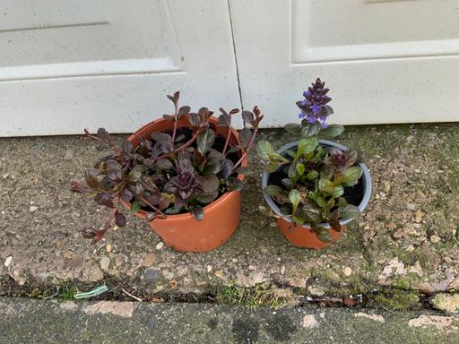 Buy & Sell West Midlands Birmingham - Photos for Alpine Ajuga