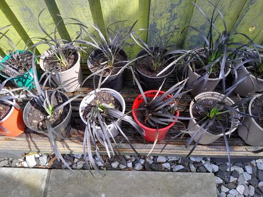 Buy & Sell West Midlands Wolverhampton - Photos for Ornamental Black Grass Plants