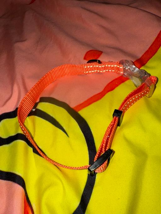 Buy & Sell Merseyside Liverpool - Photos for Small Orange Dog Collar