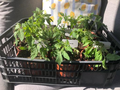 Buy & Sell West Midlands Wolverhampton - Photos for Tomato plants🍅
