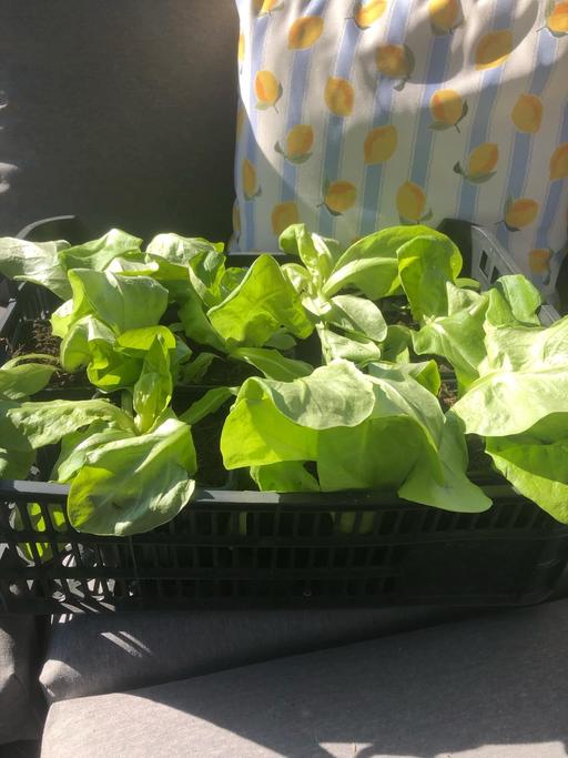 Buy & Sell West Midlands Wolverhampton - Photos for Lettuce plants🥬