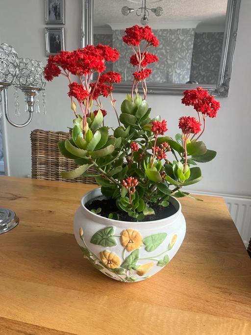 Buy & Sell West Midlands Dudley - Photos for Indoor plant