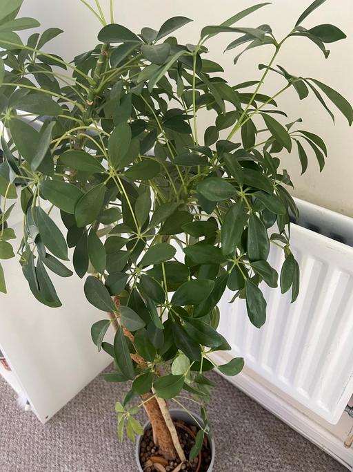 Buy & Sell East London Custom House - East London - Photos for house plant - umbrella tree