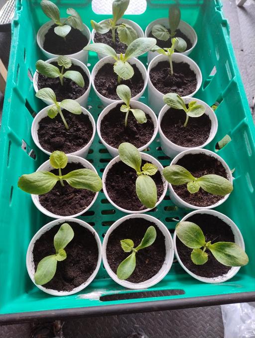 Buy & Sell West Midlands Sandwell - Photos for 🥒🥒🥒 Courgette plants 75p 🥒🥒🥒