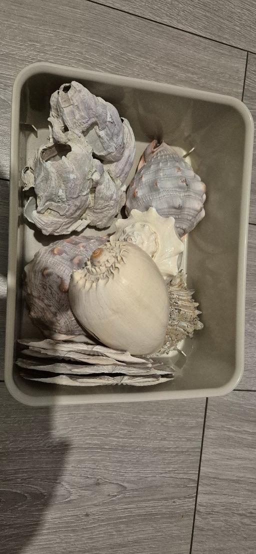 Buy & Sell South East London Croydon - Photos for shells
