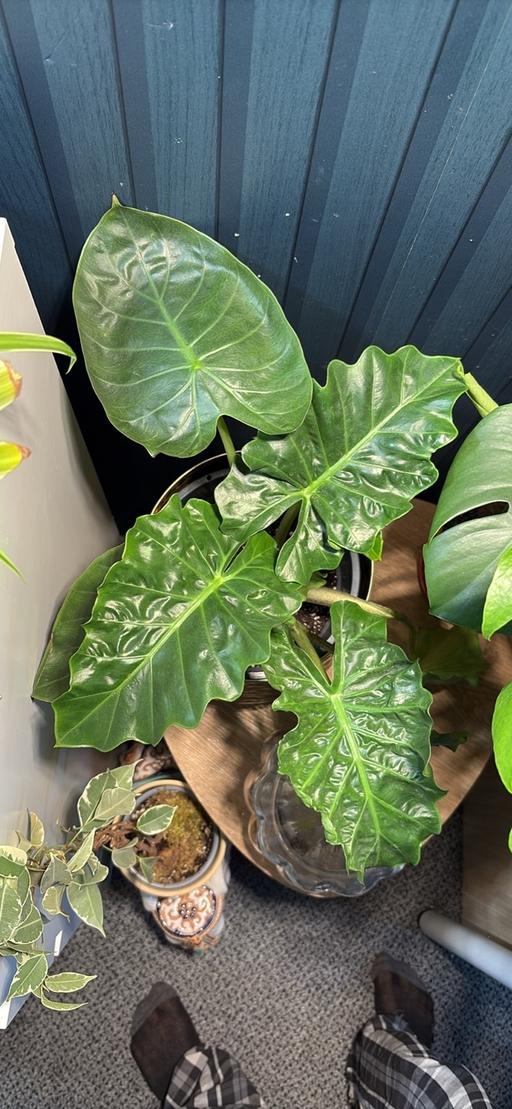 Buy & Sell West Midlands Sandwell - Photos for Alocasia mix houseplant