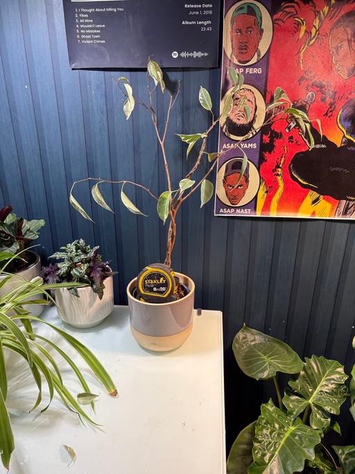 Buy & Sell West Midlands Sandwell - Photos for Ficus benjamina 