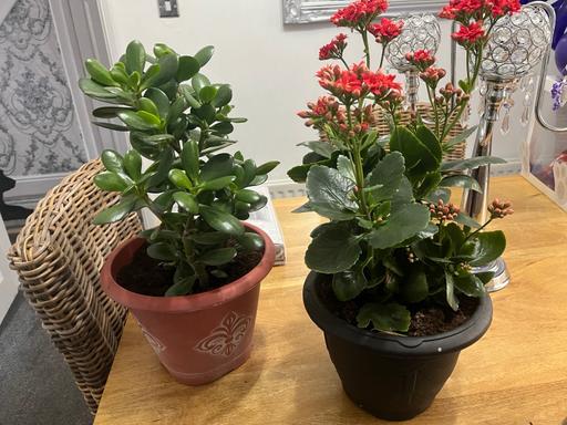 Buy & Sell West Midlands Dudley - Photos for Large indoor plants