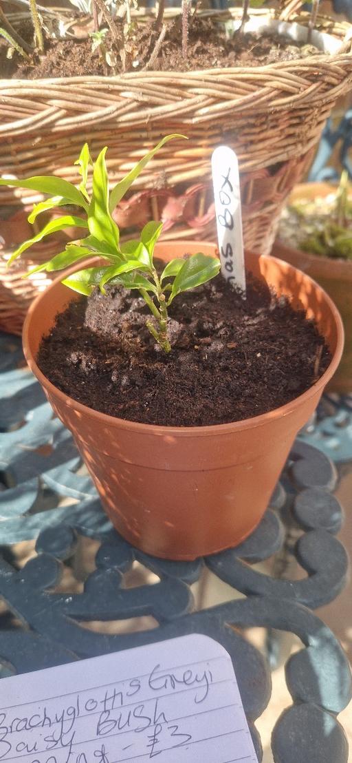 Buy & Sell Worcestershire Bromsgrove - Photos for Sarococca (fragrant shrub cutting)