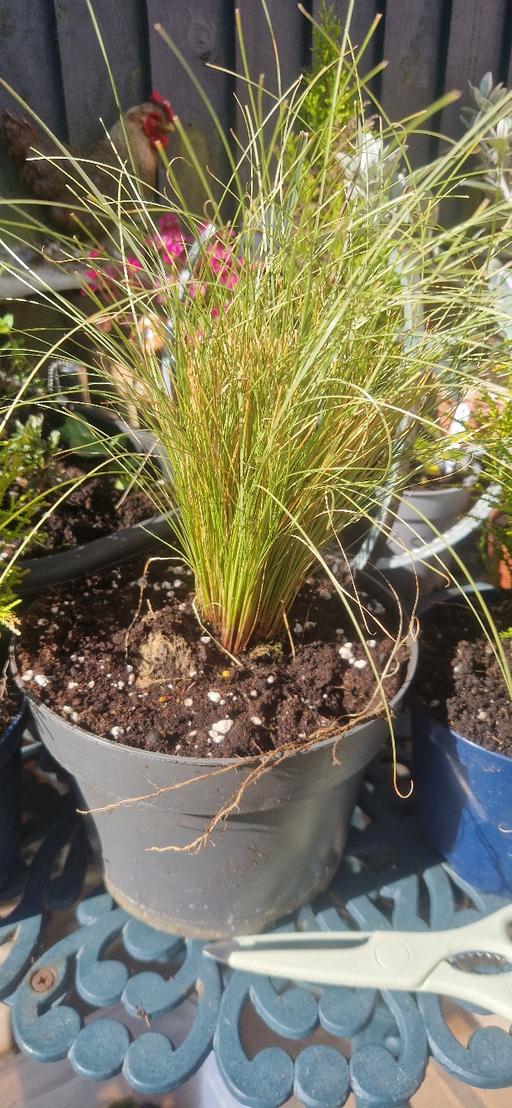 Buy & Sell Worcestershire Bromsgrove - Photos for Ornamental Garden Grass Plant