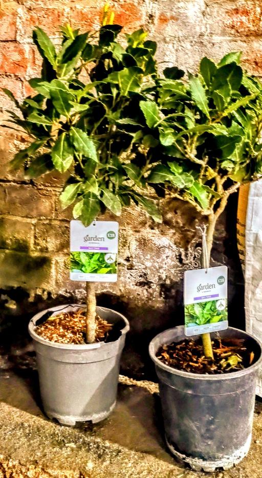 Buy & Sell East London South Quay - East London - Photos for 🌱🍃🌿🪴🌳Bay tree's 🌳🪴🌿🍃🌱