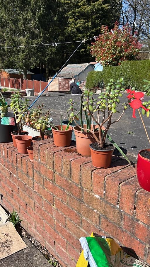 Buy & Sell West Midlands Dudley - Photos for Money Plants