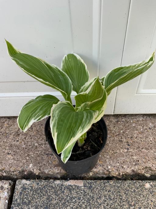 Buy & Sell West Midlands Birmingham - Photos for Hosta Francee