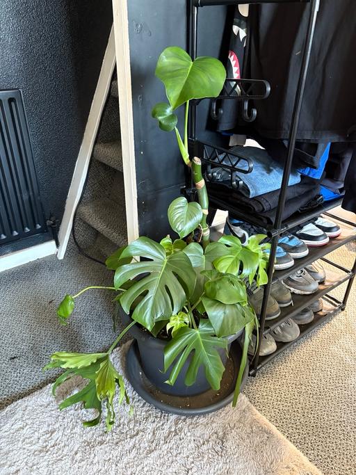 Buy & Sell West Midlands Sandwell - Photos for Large monstera plant