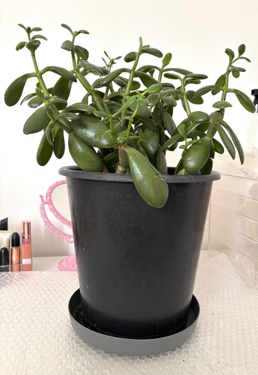 Buy & Sell West Midlands Birmingham - Photos for Money Plant