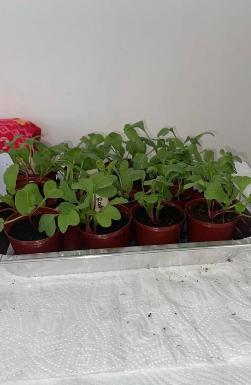Buy & Sell West Midlands Wolverhampton - Photos for Radish plants