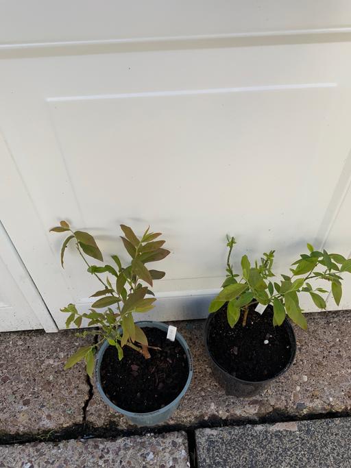 Buy & Sell West Midlands Birmingham - Photos for Fruit Blueberries