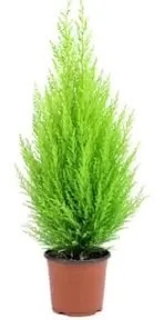 Buy & Sell West Midlands Walsall - Photos for Dwarf Italian conifers x5