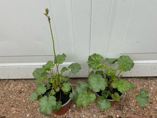 Buy & Sell West Midlands Birmingham - Photos for Heuchera White Cloud